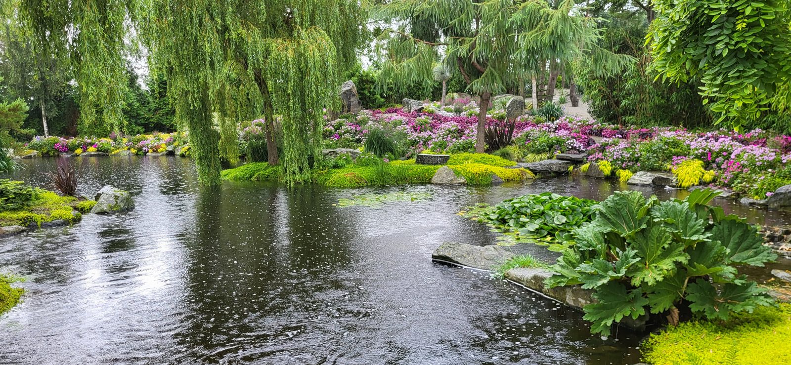 Dam omkranset av rosa sommerblomster, piletrær og frodige bed i regnvær på Flor & Fjære