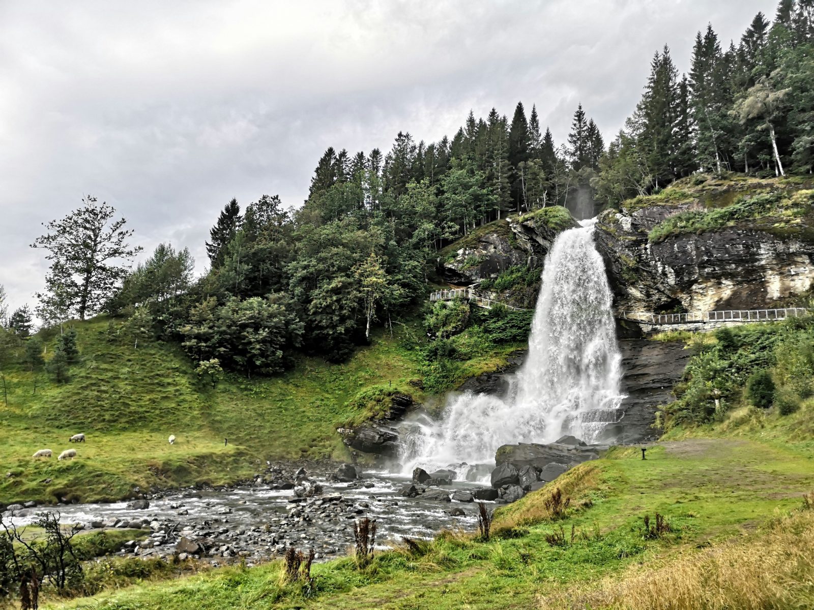 Steinsdalsfossen ved Norheimsund styrter utfor berghammeren, med gangstien synlig bak vannmassene og beitende sauer i forgrunnen