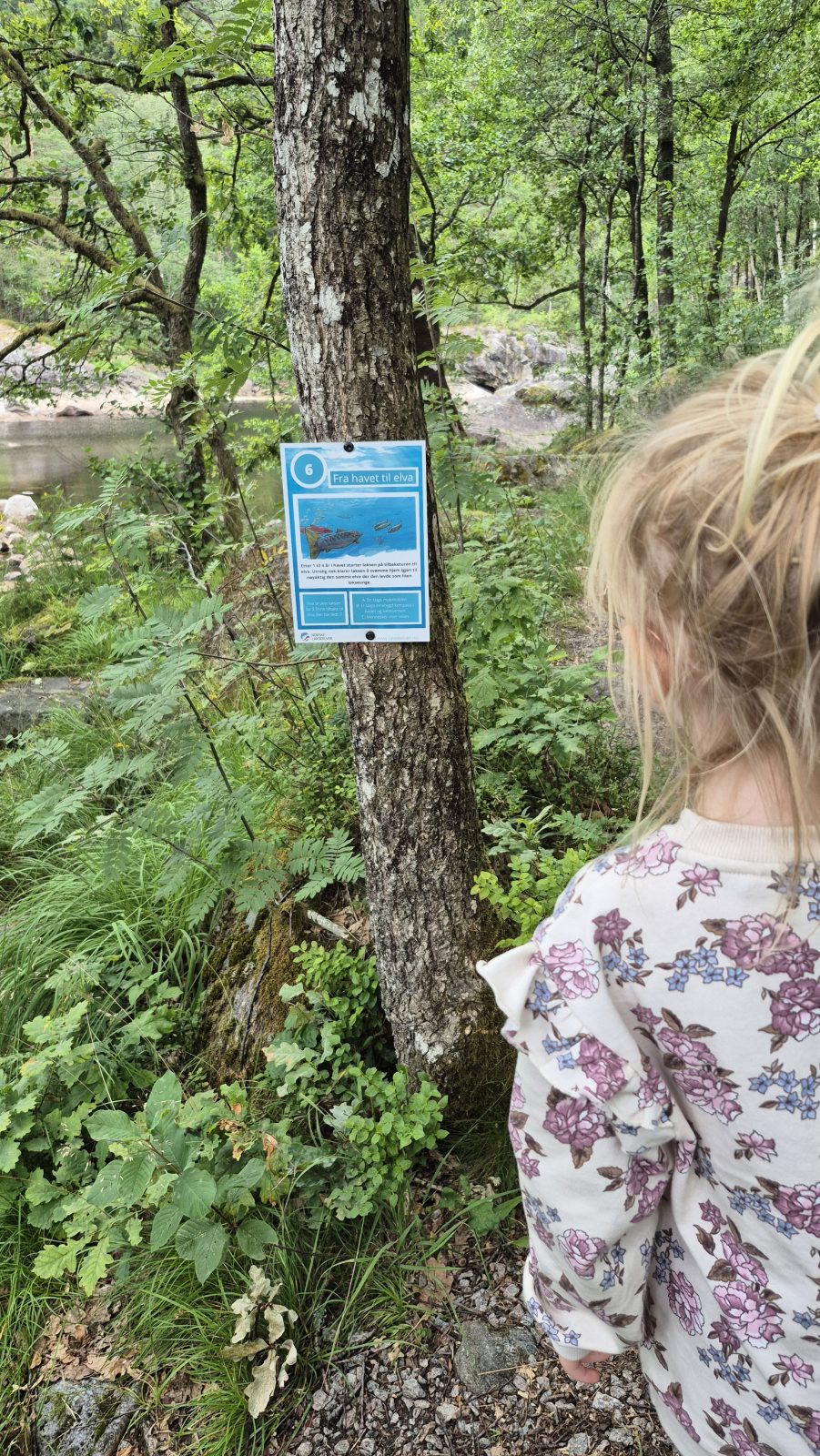 Barn ved en av de nummererte naturstipostene, «Fra havet til elva» nr. 6, festet på et furutre ved elva